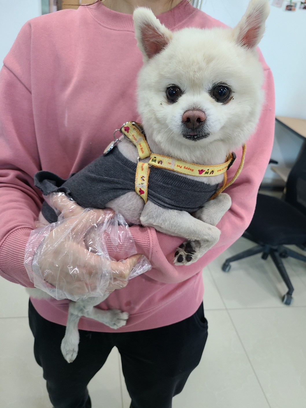 포메라니안 이미지 파일 입니다.
