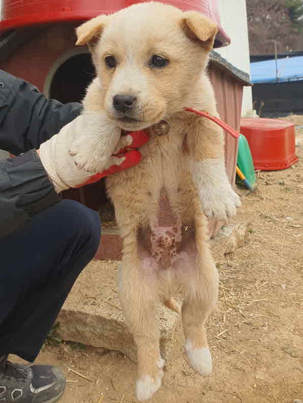 믹스견 이미지 파일 입니다.