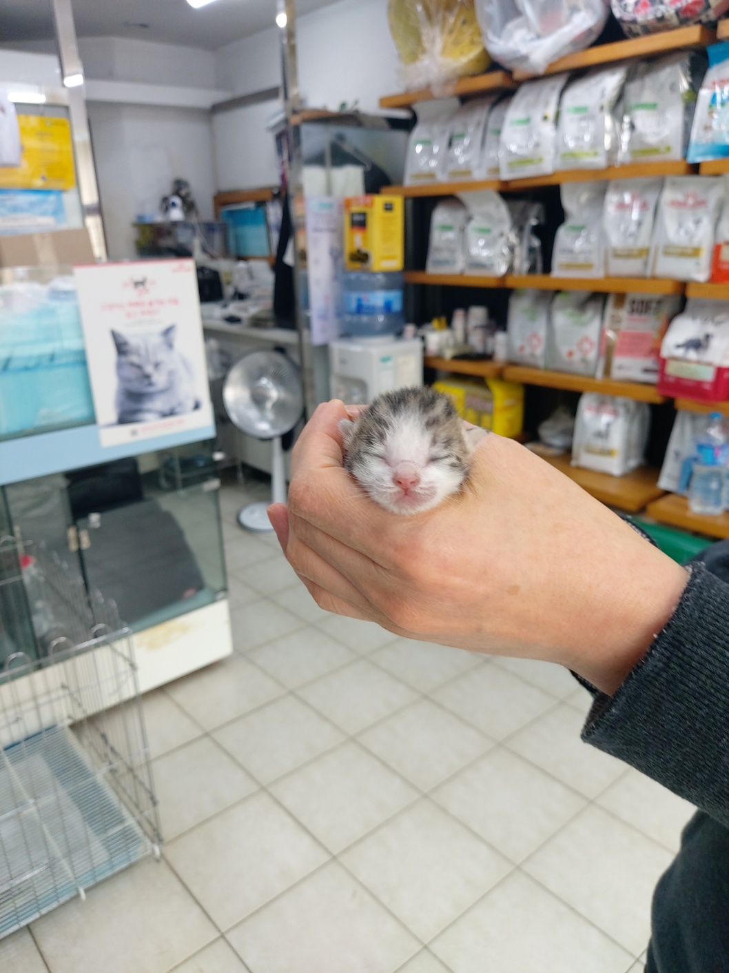 한국 고양이 이미지 파일 입니다.