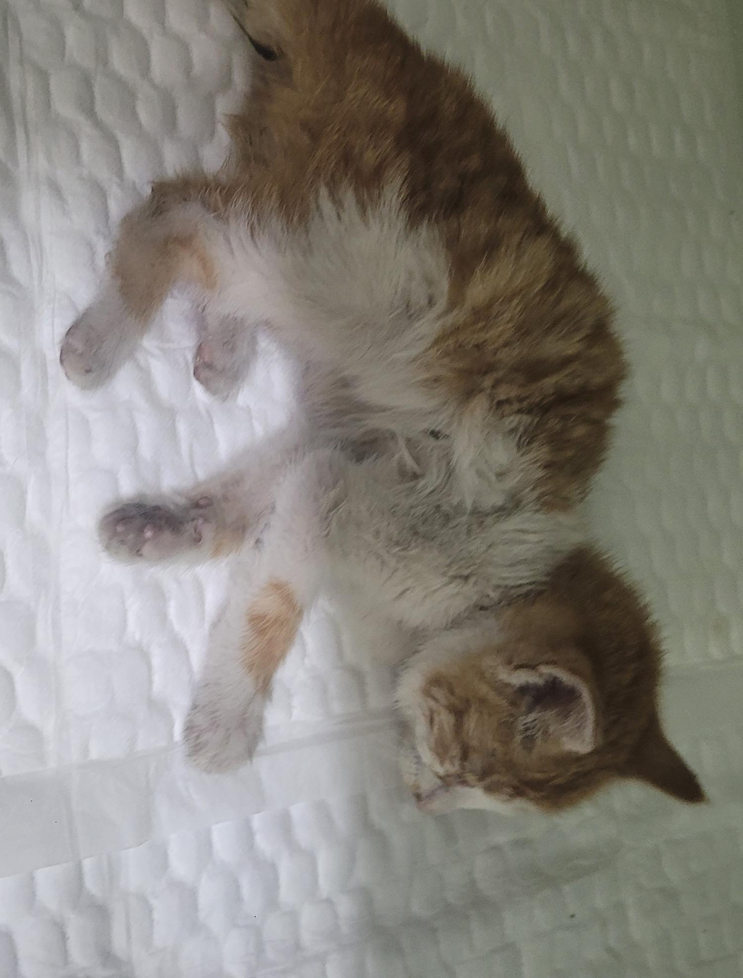 한국 고양이 이미지 파일 입니다.