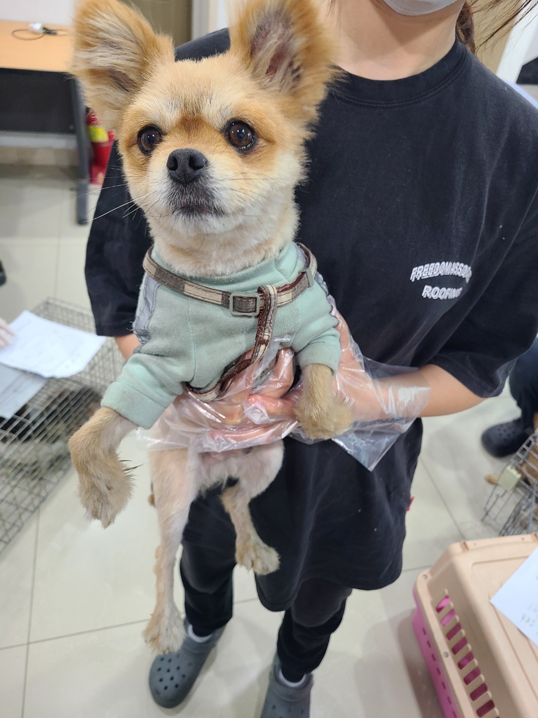 포메라니안 이미지 파일 입니다.