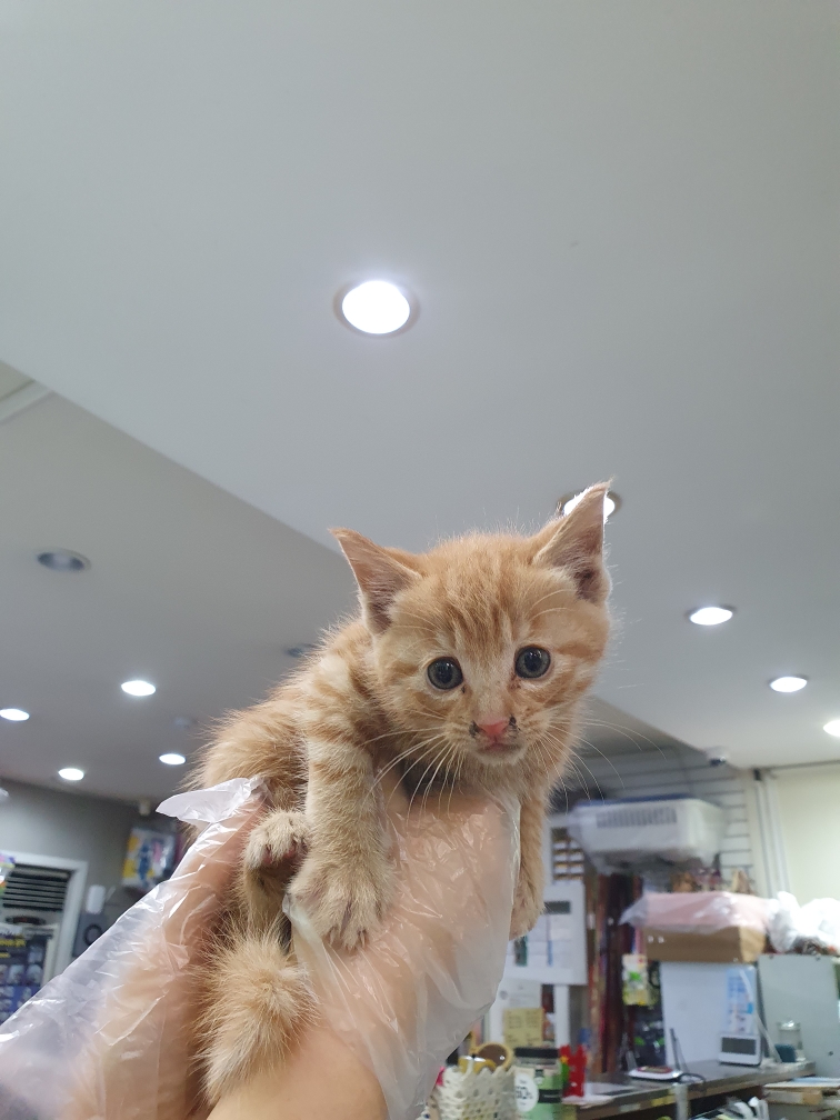 한국 고양이 이미지 파일 입니다.