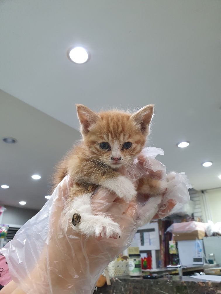 한국 고양이 이미지 파일 입니다.