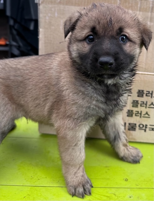 믹스견 이미지 파일 입니다.