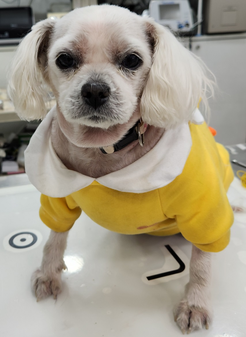말티즈 이미지 파일 입니다.