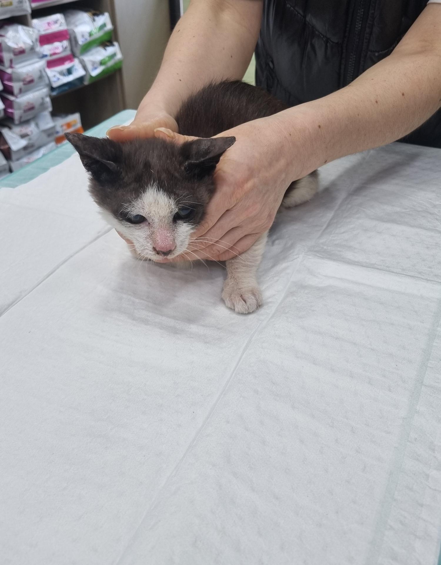 한국 고양이 이미지 파일 입니다.