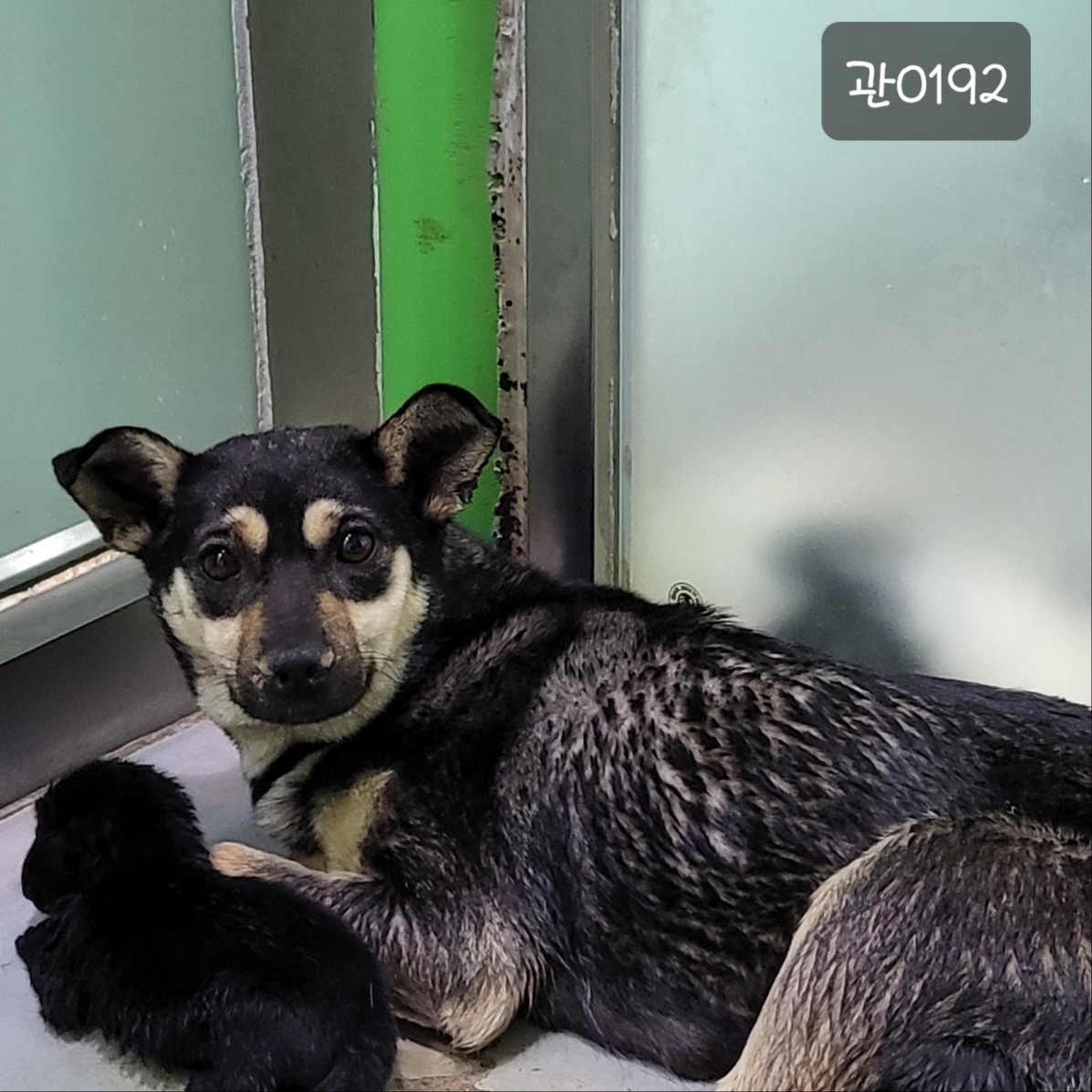 보호중 믹스견의 가…