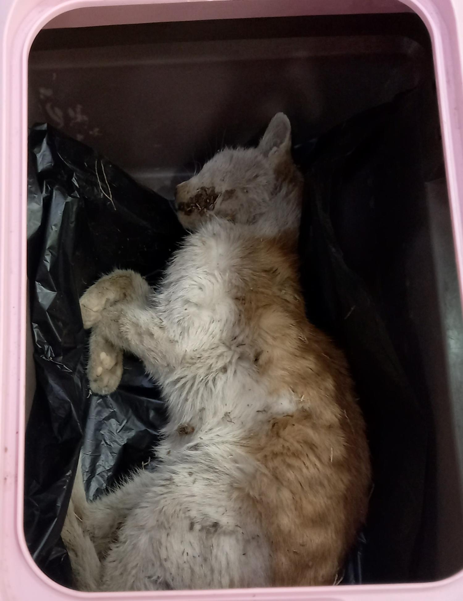 한국 고양이 이미지 파일 입니다.