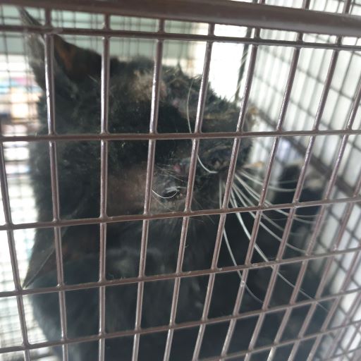 한국 고양이 이미지 파일 입니다.