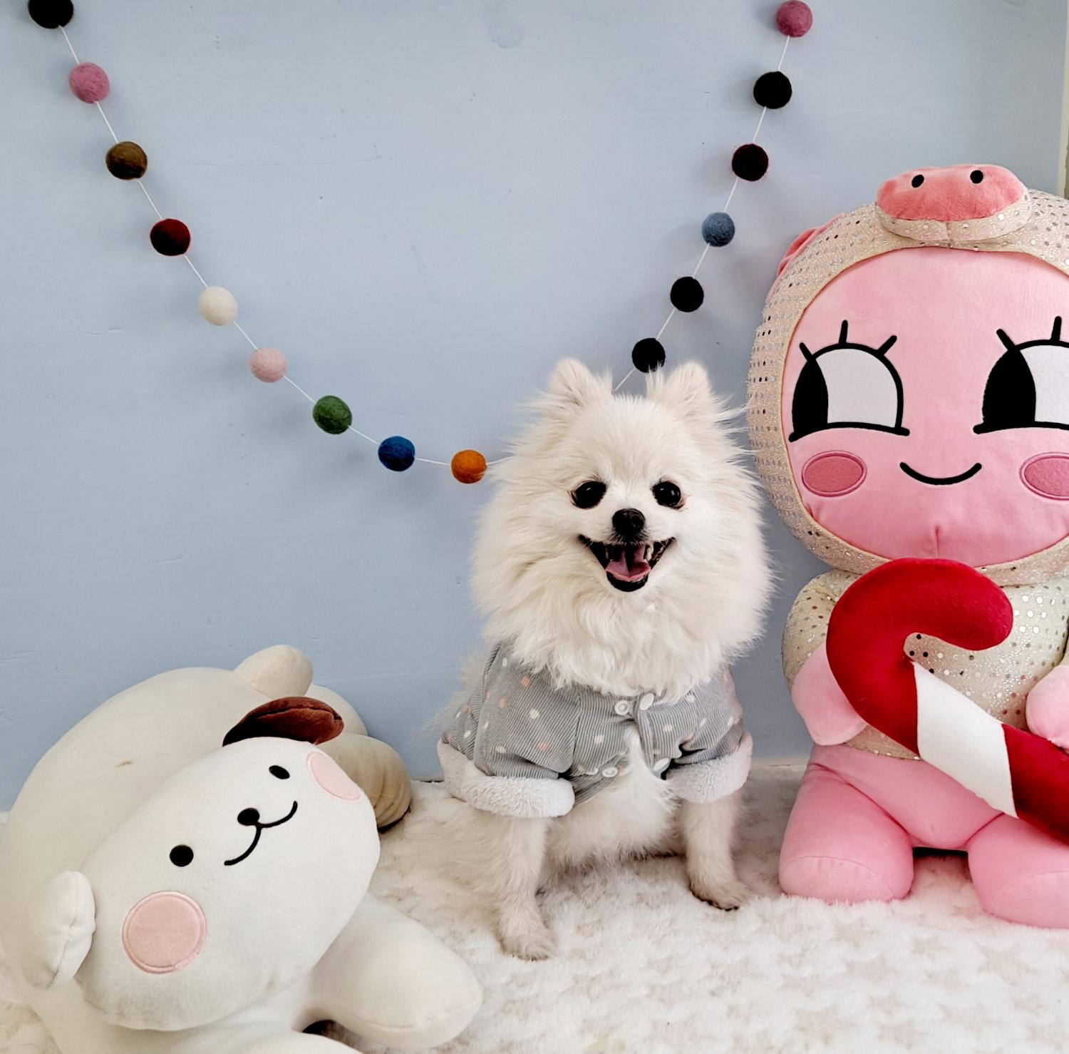 포메라니안 이미지 파일 입니다.