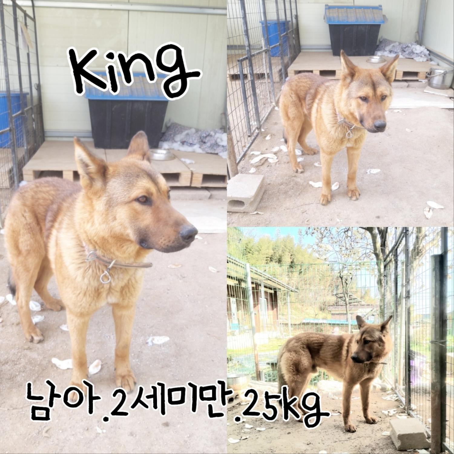 셰퍼드 이미지 파일 입니다.