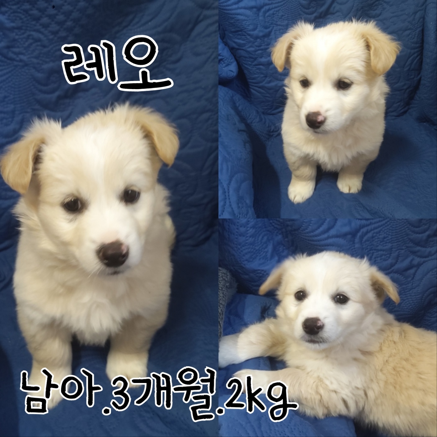 믹스견 이미지 파일 입니다.