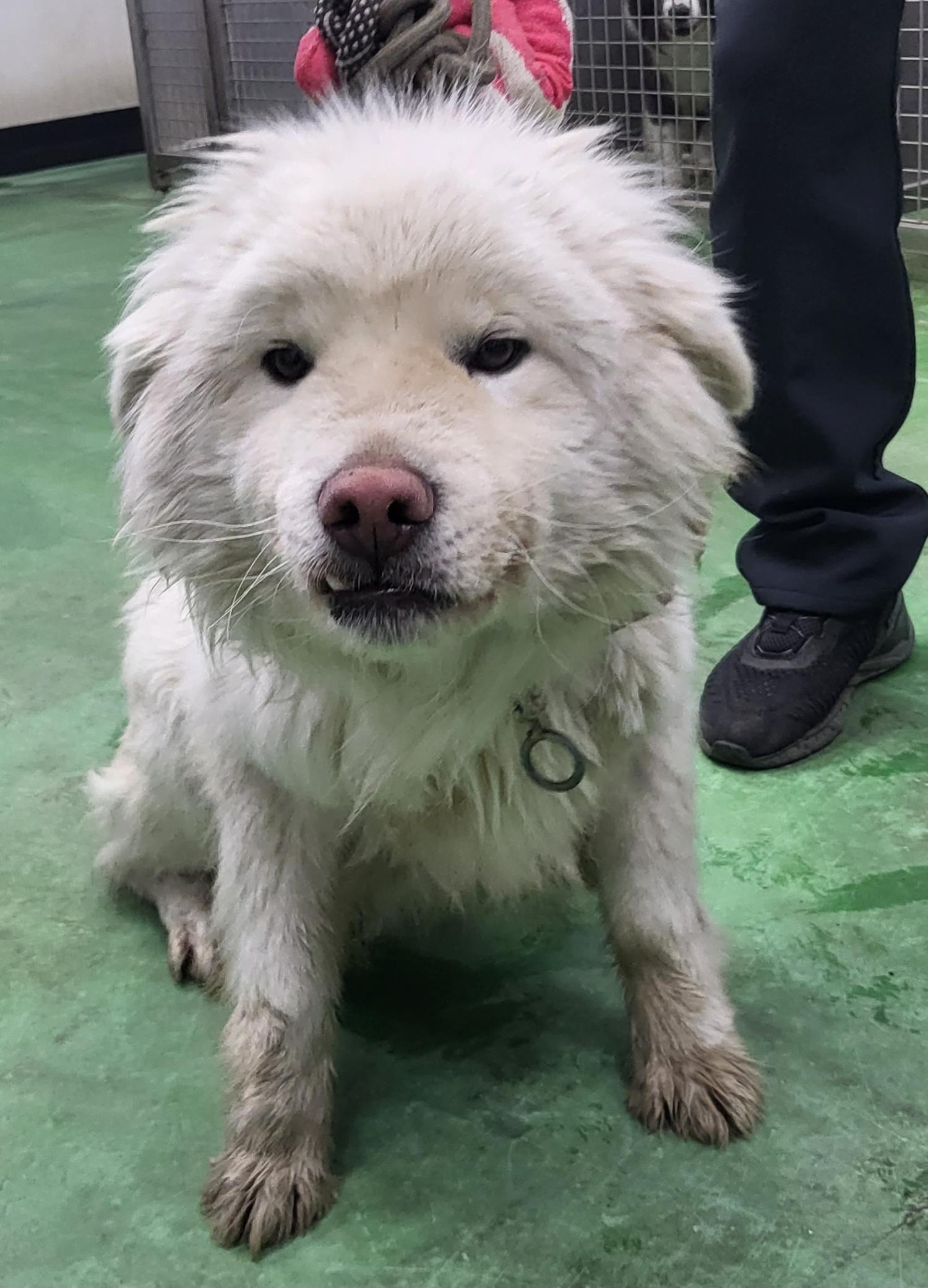 믹스견 이미지 파일 입니다.