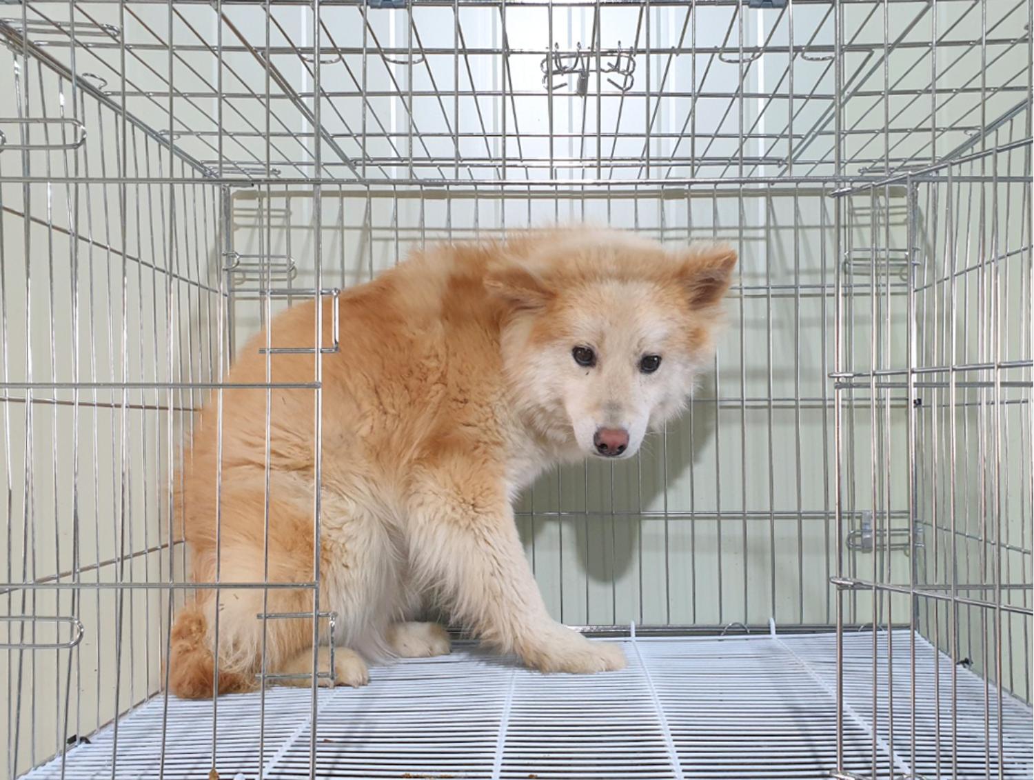 믹스견 이미지 파일 입니다.