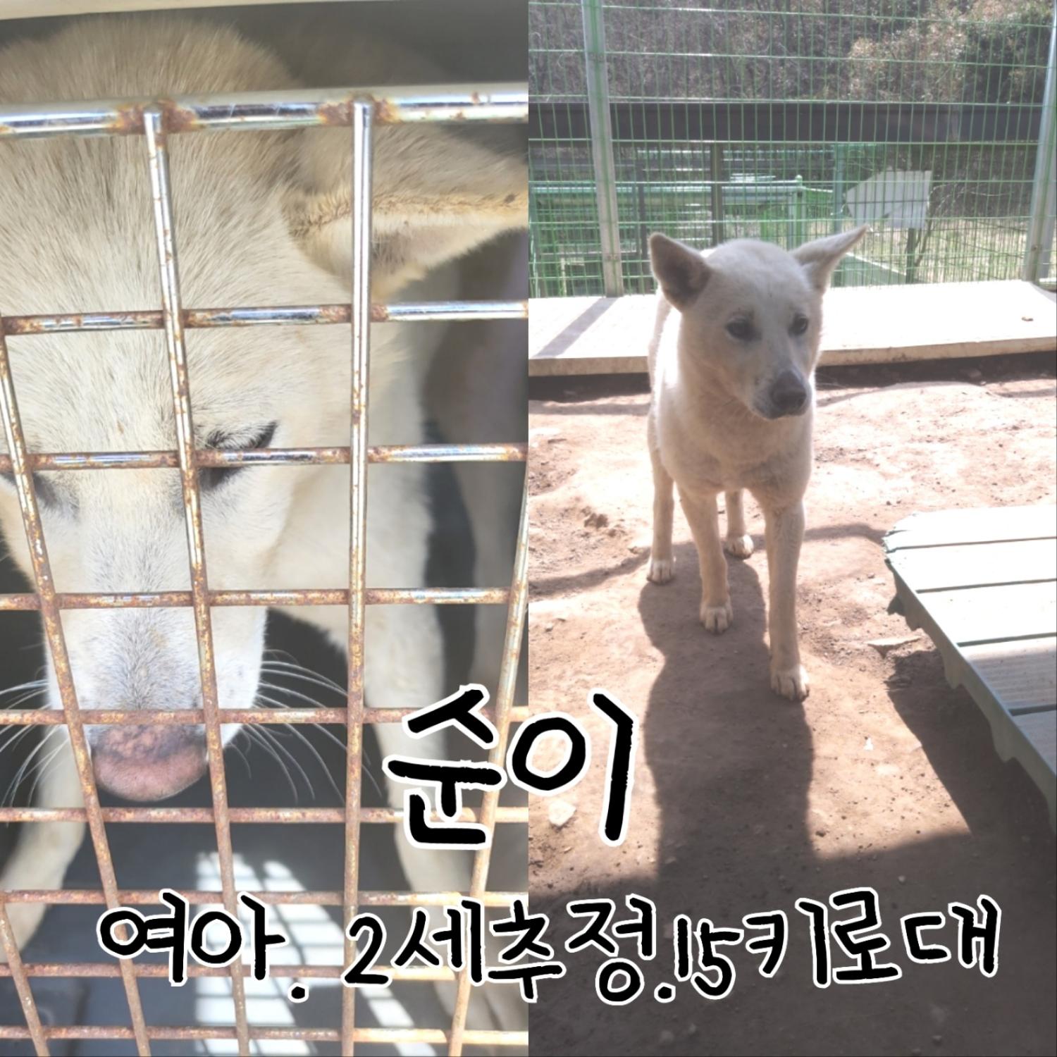 믹스견 이미지 파일 입니다.