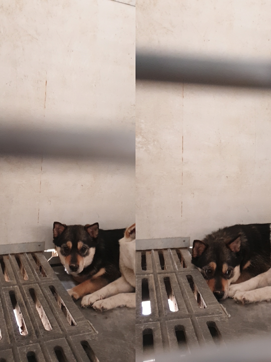 믹스견 이미지 파일 입니다.
