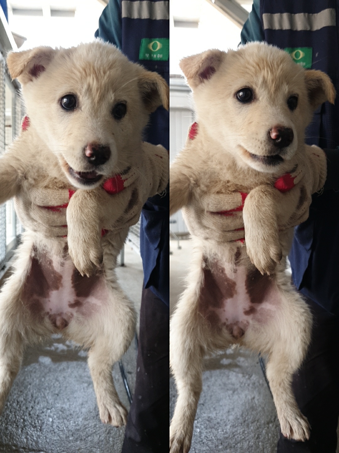 믹스견 이미지 파일 입니다.