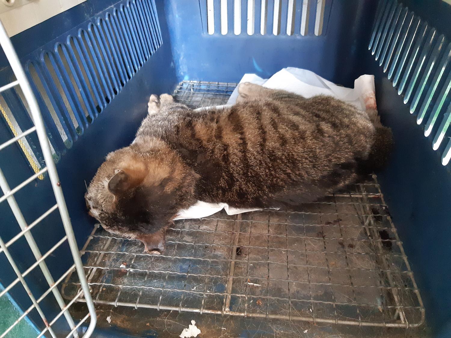 한국 고양이 이미지 파일 입니다.