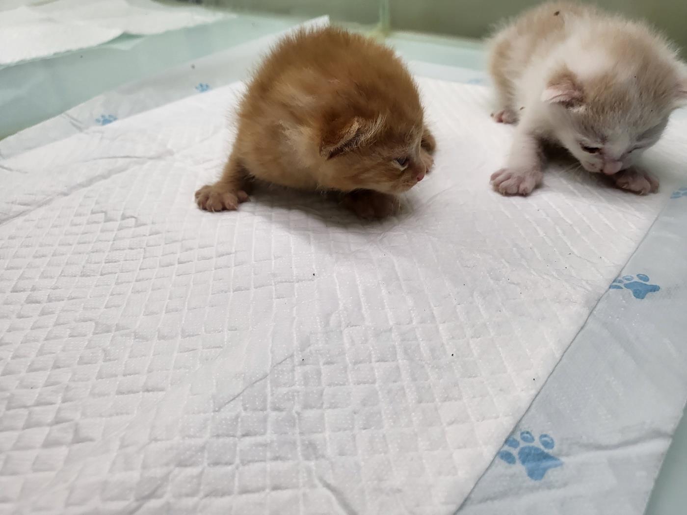 한국 고양이 이미지 파일 입니다.