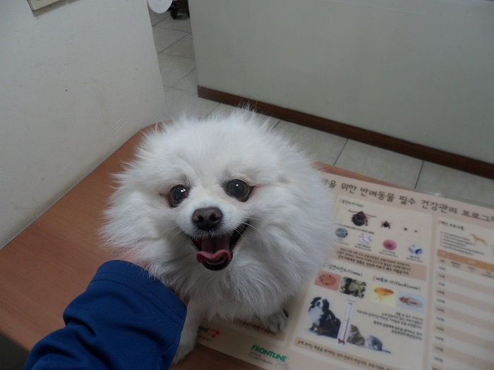 포메라니안 이미지 파일 입니다.