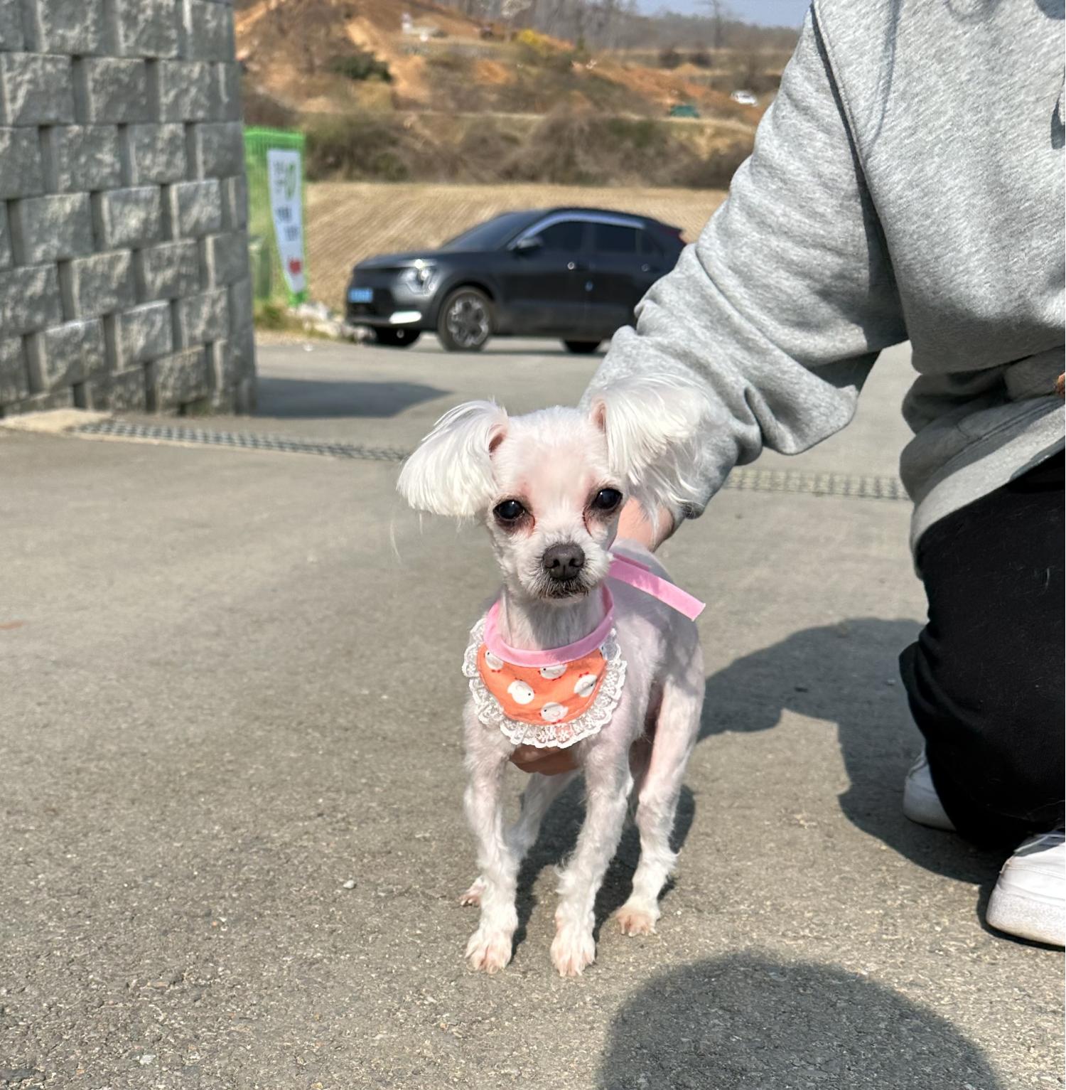 보호중 말티즈의 가…