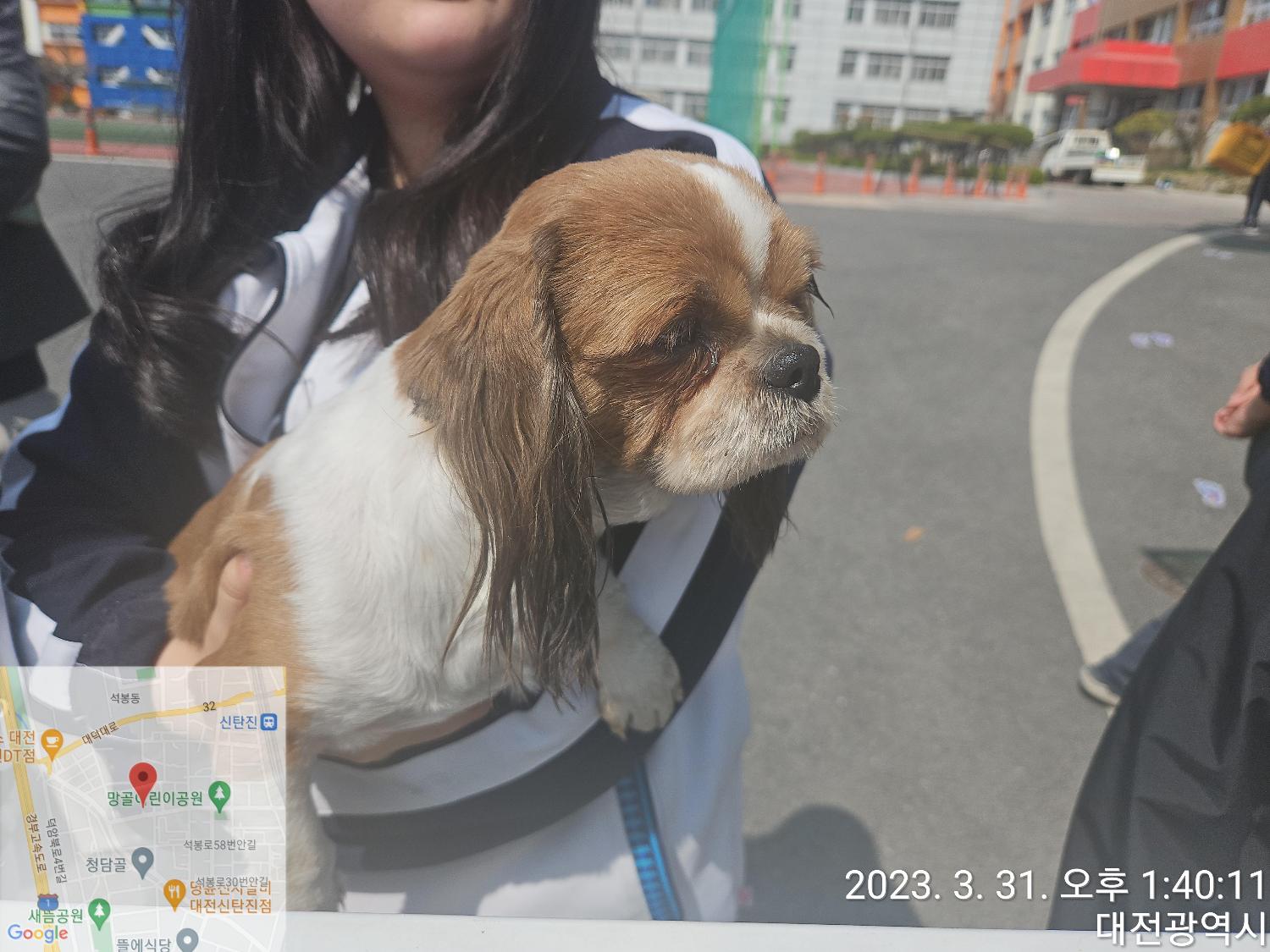 시츄 이미지 파일 입니다.