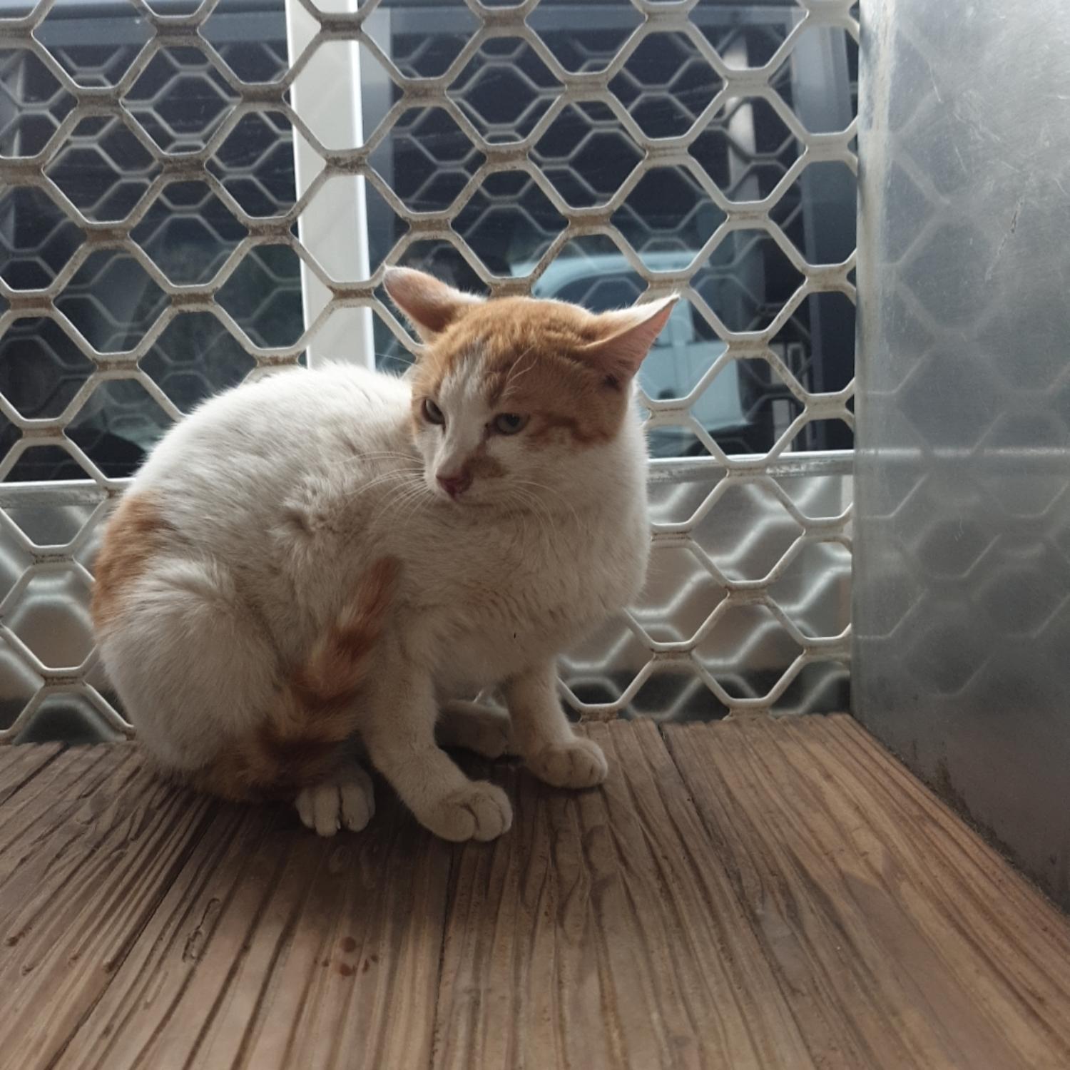 한국 고양이 이미지 파일 입니다.