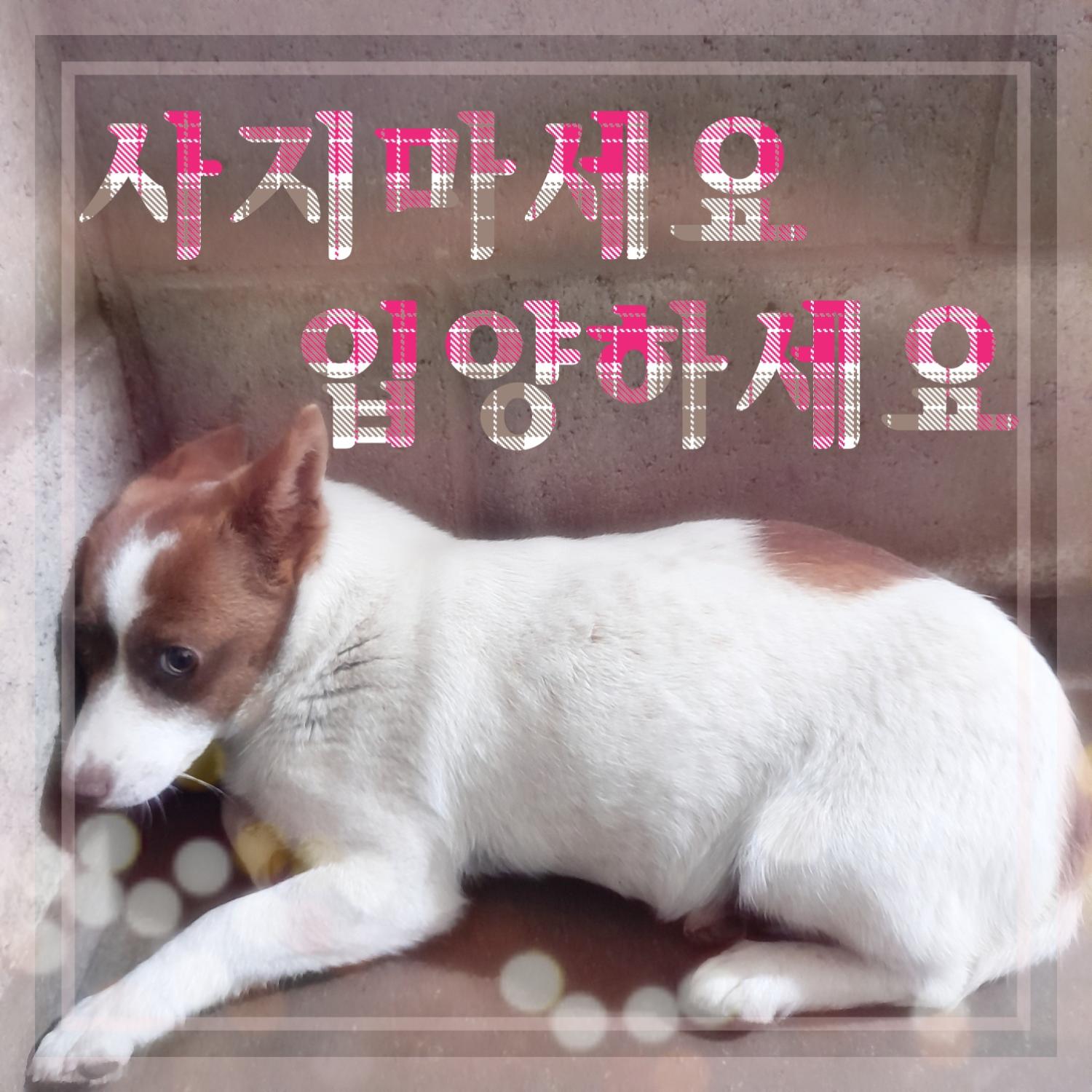 믹스견 이미지 파일 입니다.