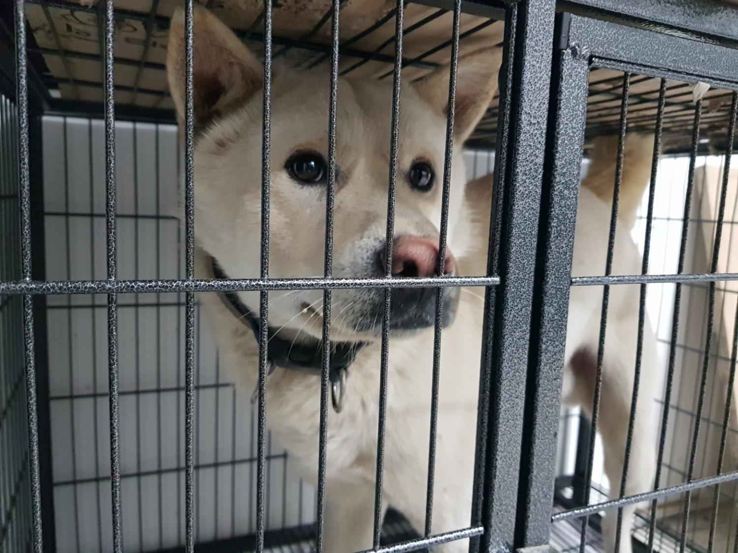 믹스견 이미지 파일 입니다.