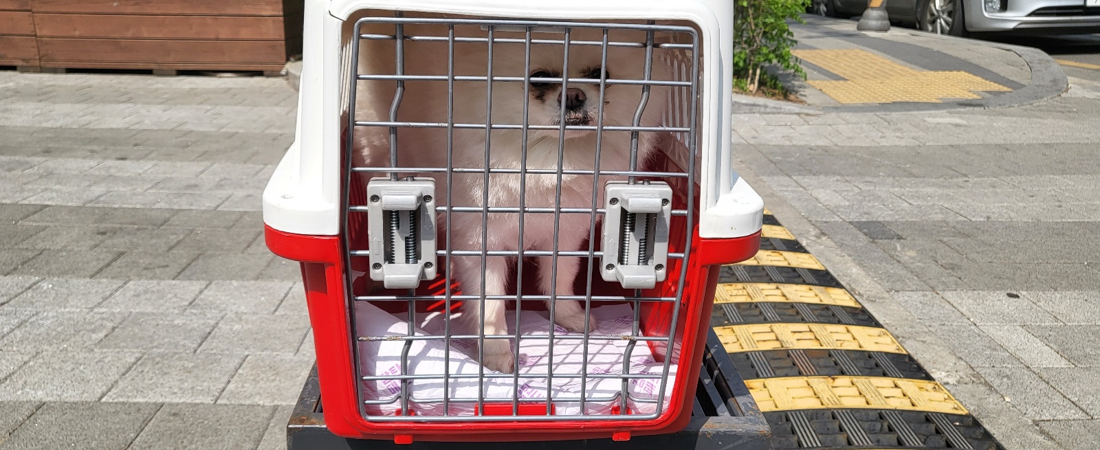 포메라니안 이미지 파일 입니다.