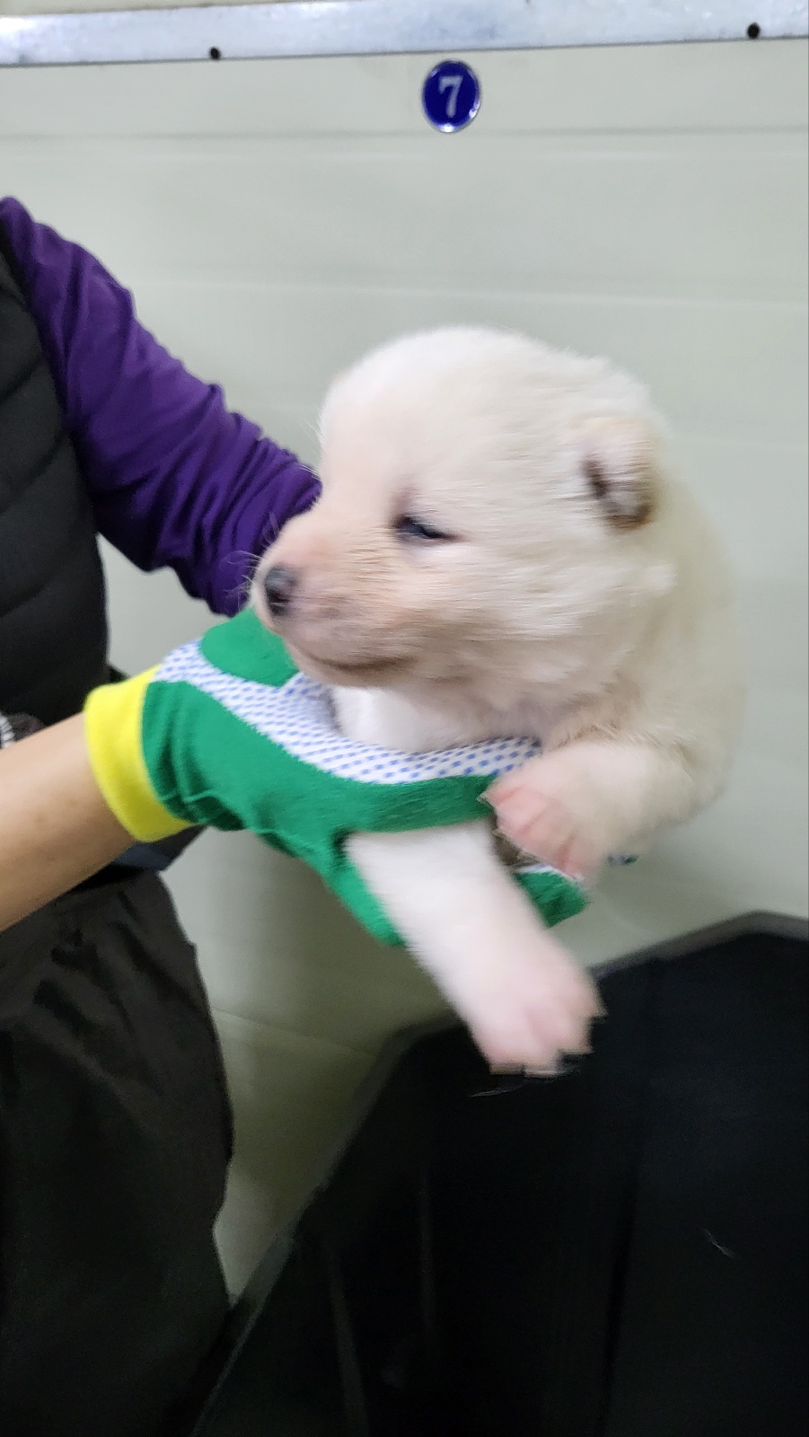 믹스견 이미지 파일 입니다.