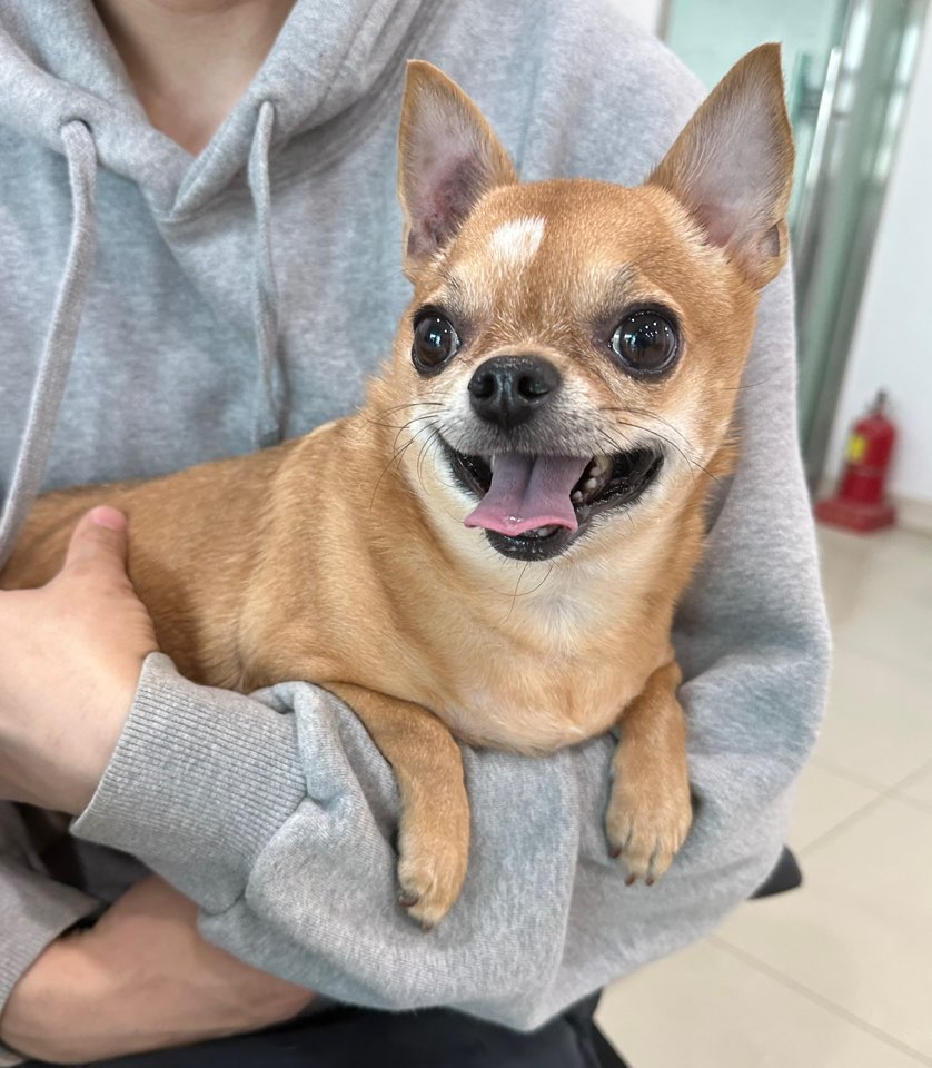 치와와 이미지 파일 입니다.