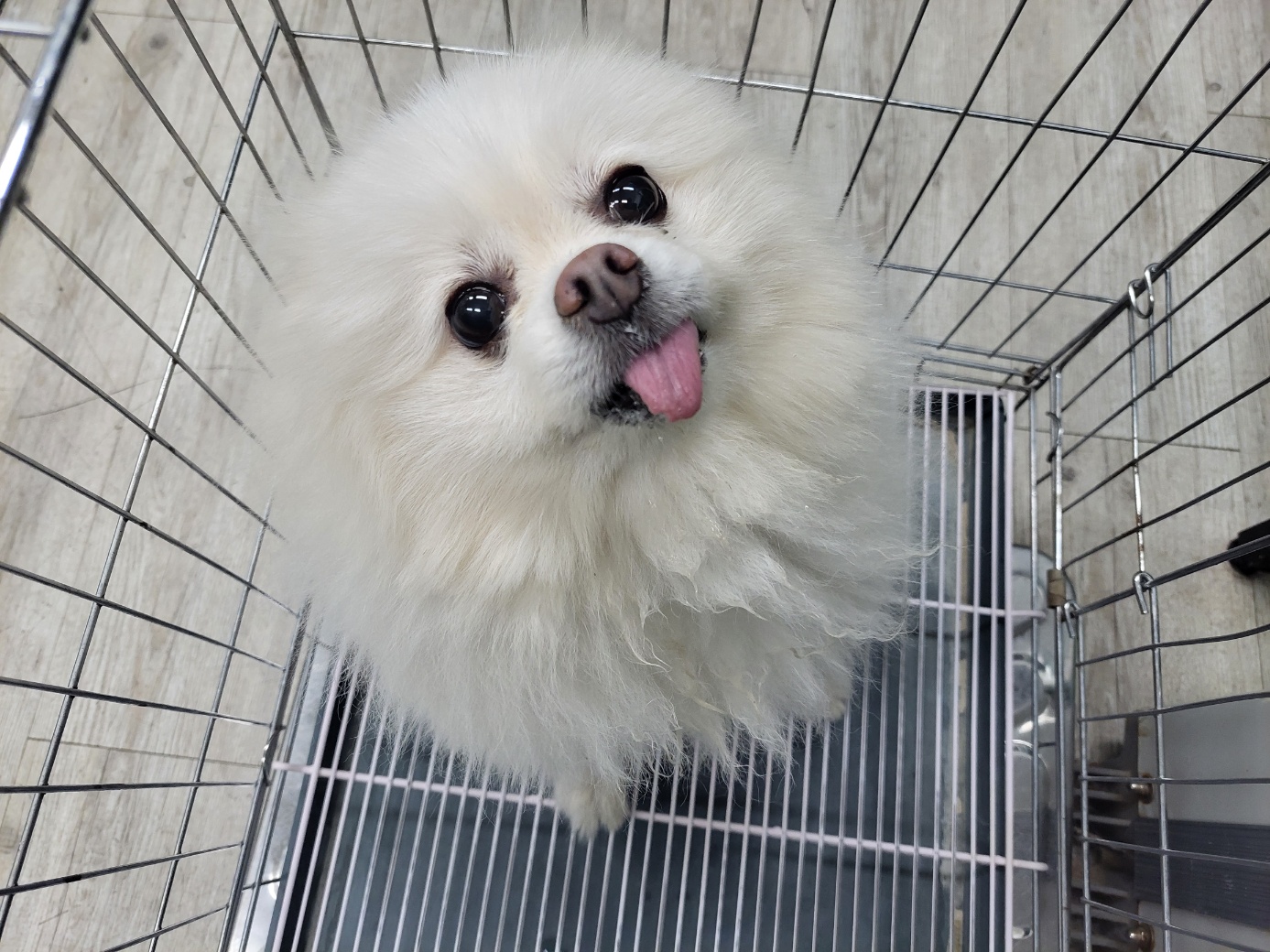 포메라니안 이미지 파일 입니다.