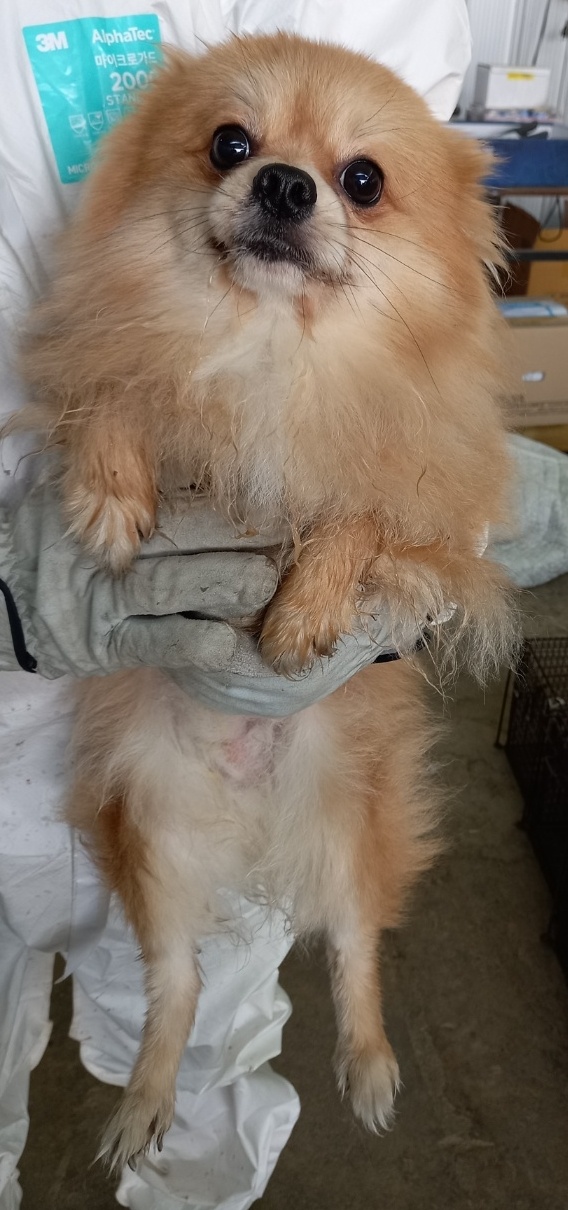 포메라니안 이미지 파일 입니다.