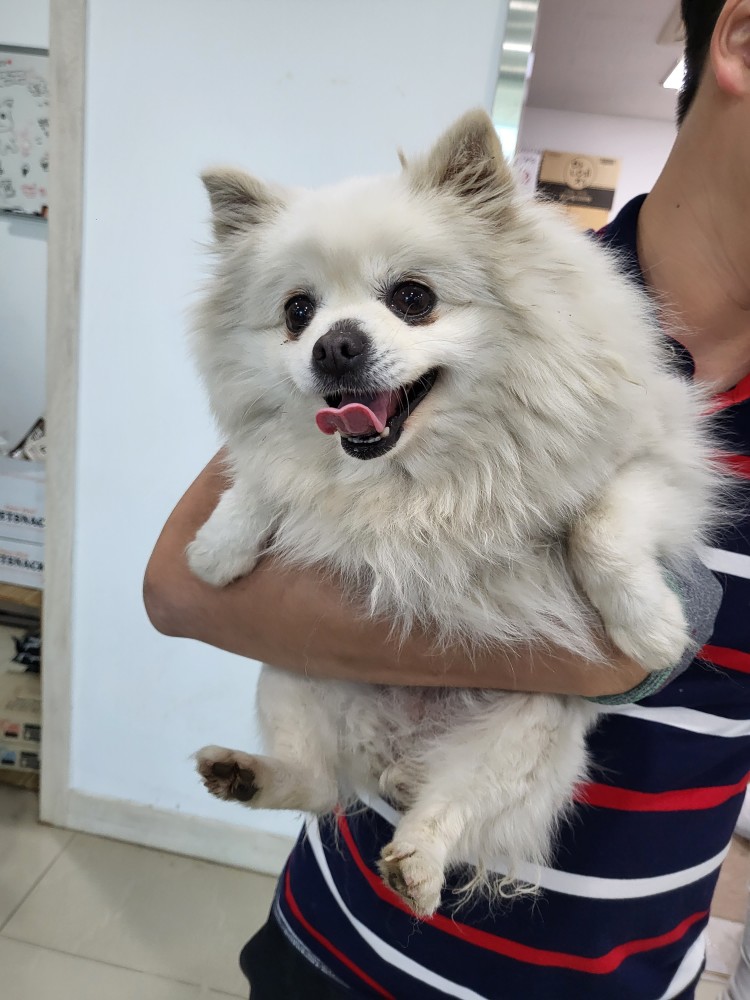 포메라니안 이미지 파일 입니다.