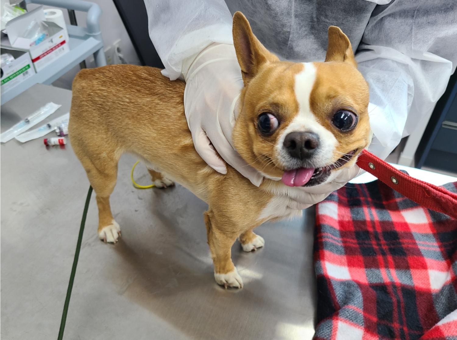 치와와 이미지 파일 입니다.