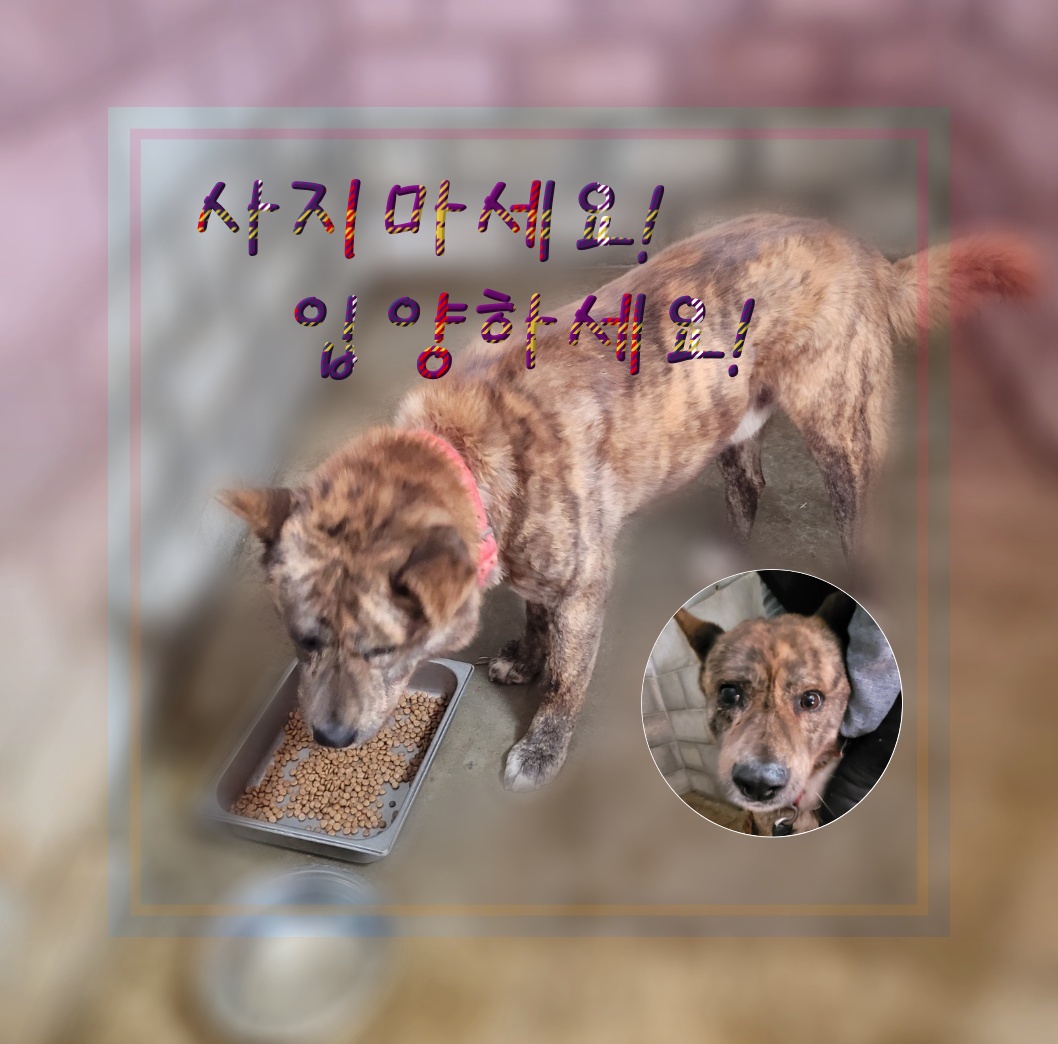 믹스견 이미지 파일 입니다.