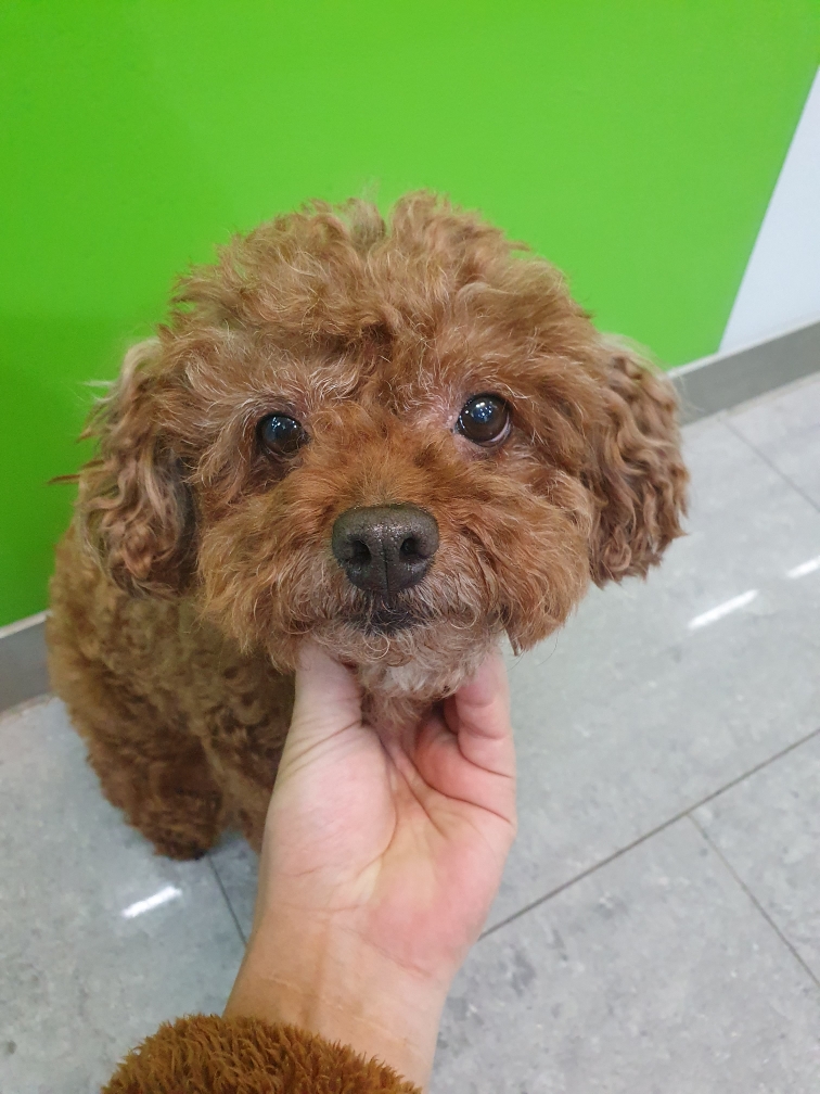 푸들 이미지 파일 입니다.
