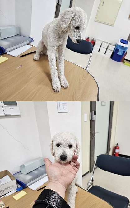 푸들 이미지 파일 입니다.
