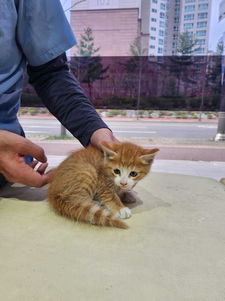 한국 고양이 이미지 파일 입니다.