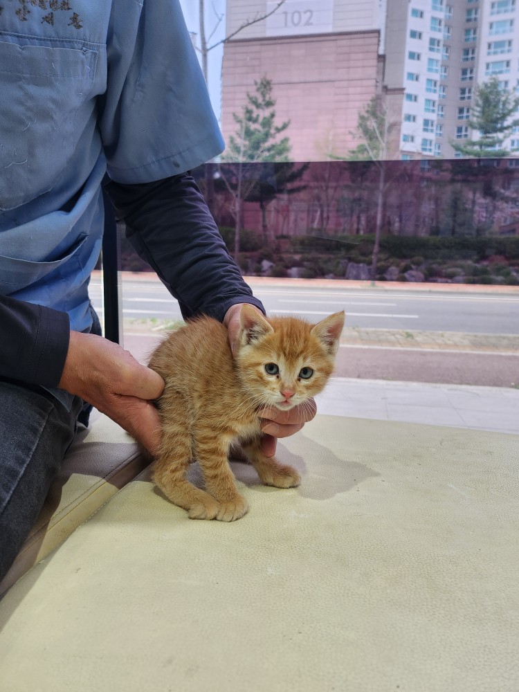 한국 고양이 이미지 파일 입니다.