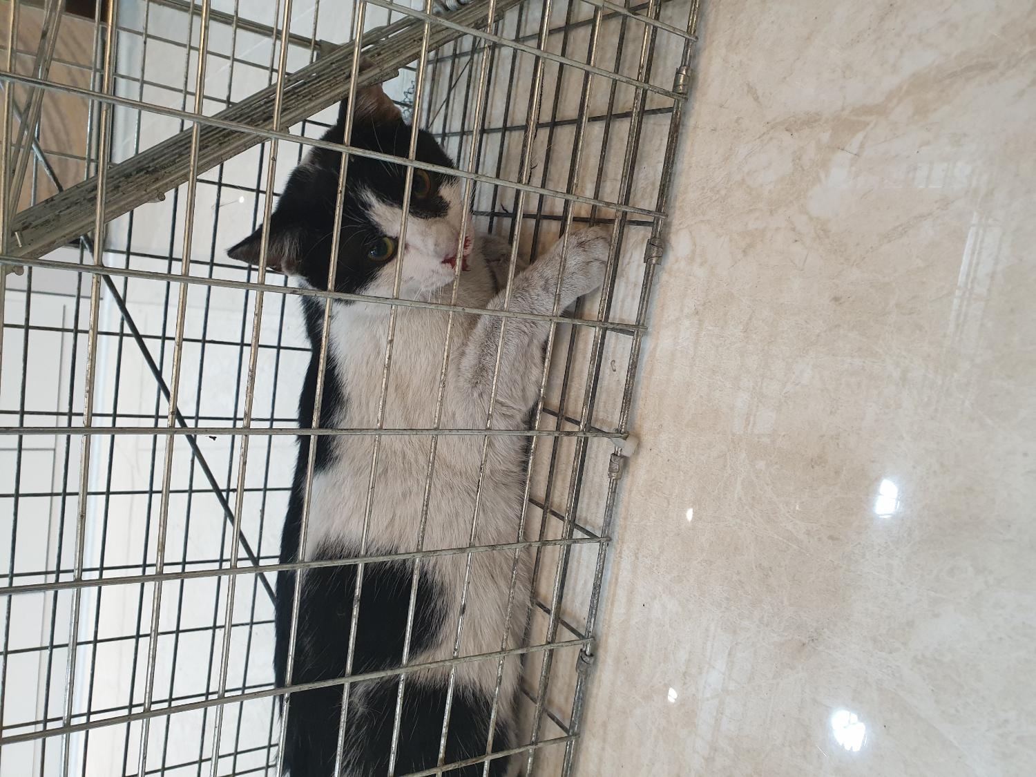 한국 고양이 이미지 파일 입니다.