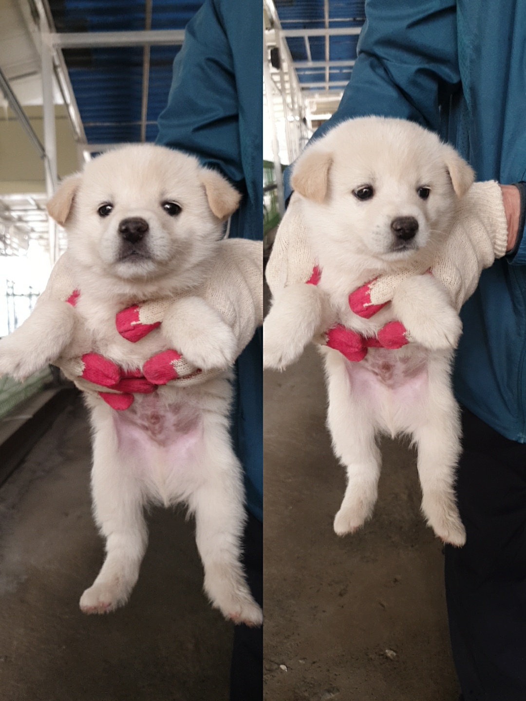 믹스견 이미지 파일 입니다.