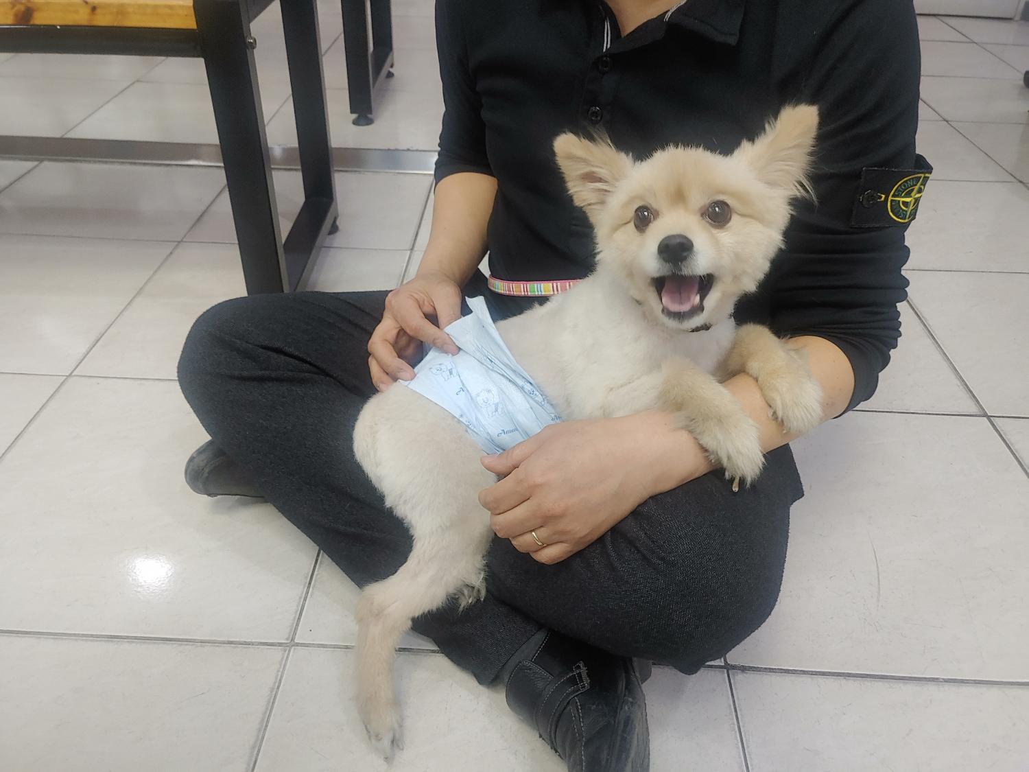포메라니안 이미지 파일 입니다.