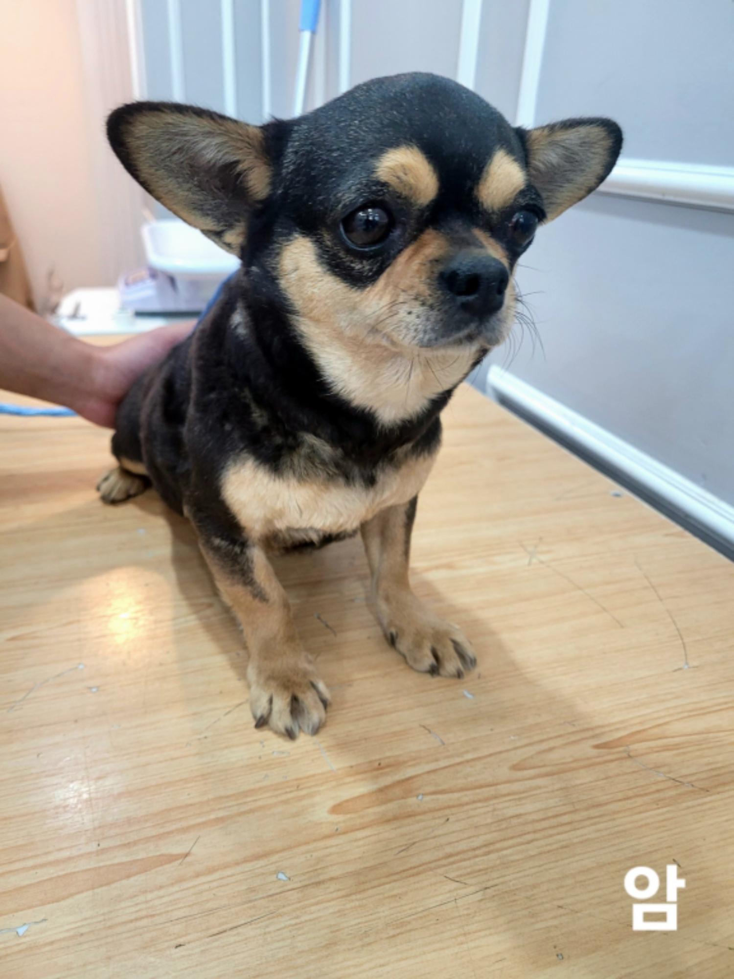 치와와 이미지 파일 입니다.