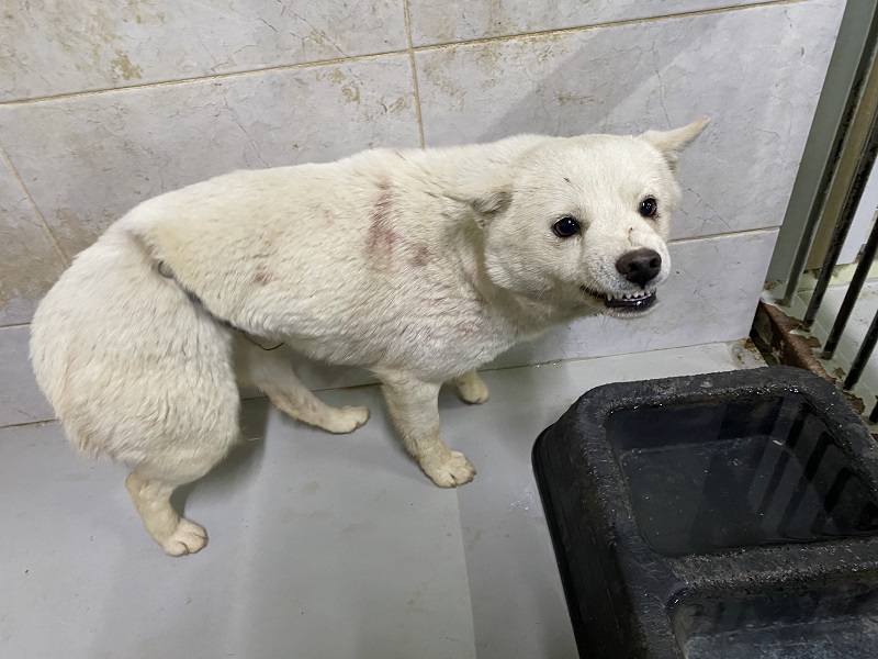 믹스견 이미지 파일 입니다.