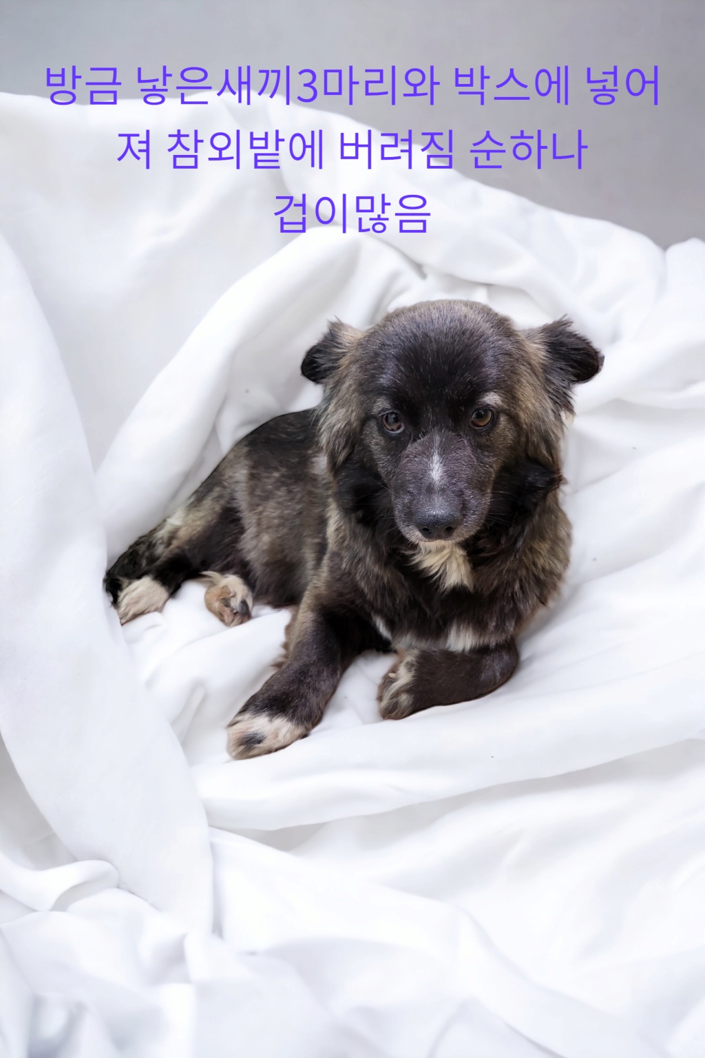 노르웨이언엘크하운드 이미지 파일 입니다.