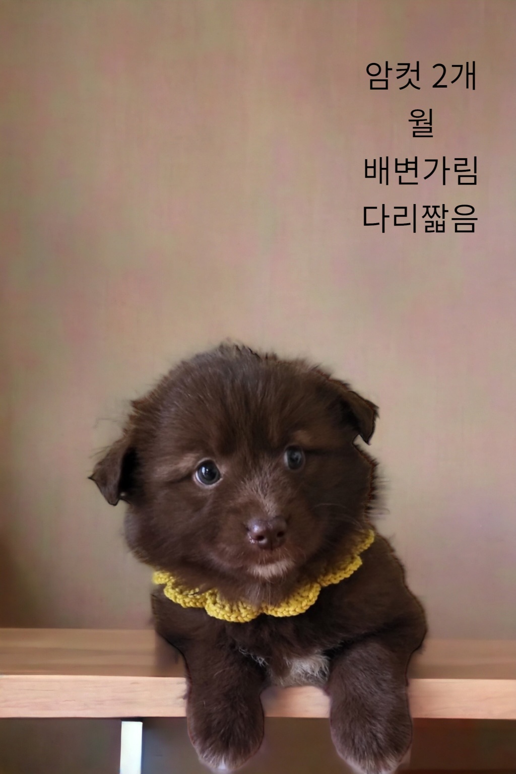 믹스견 이미지 파일 입니다.