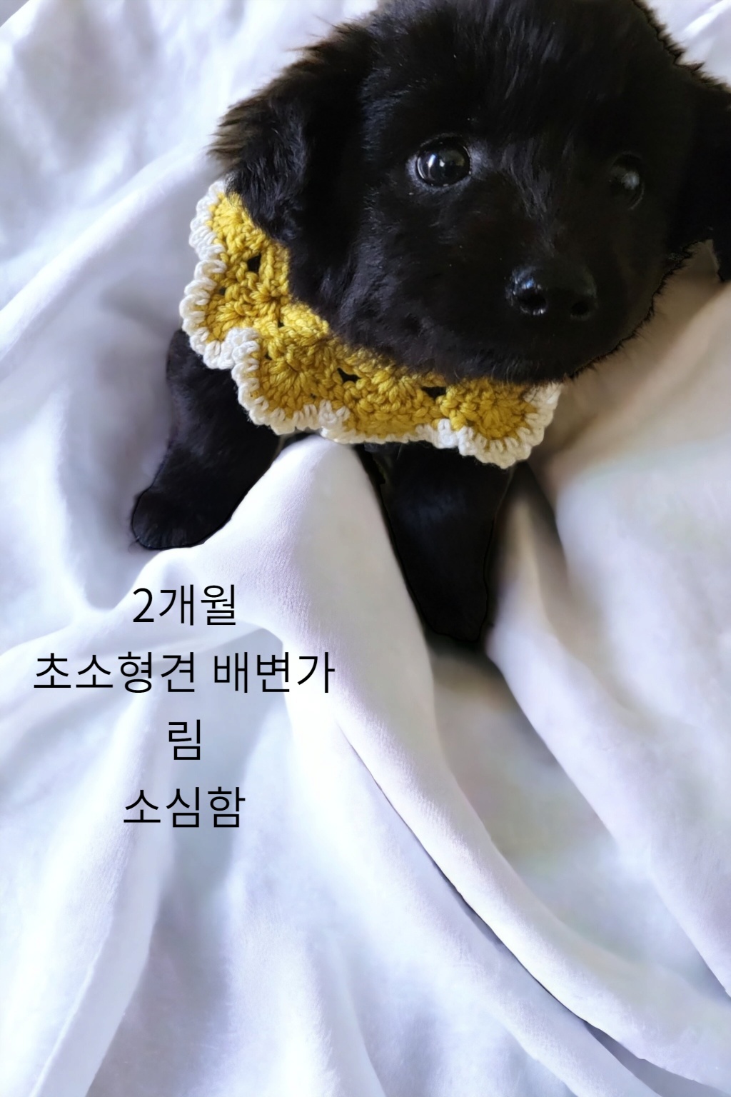 치와와믹스견 이미지 파일 입니다.