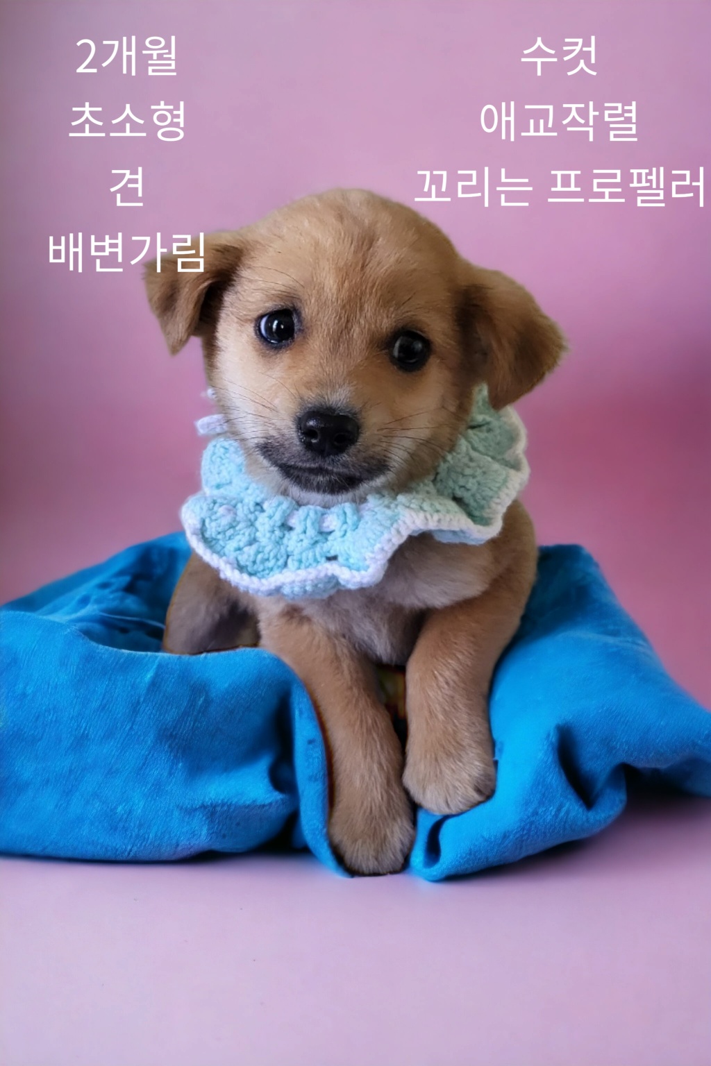 치와와믹스 이미지 파일 입니다.